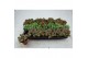 Fittonia mix grootbladig 3 kleuren 