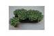 Fittonia mini whisper 