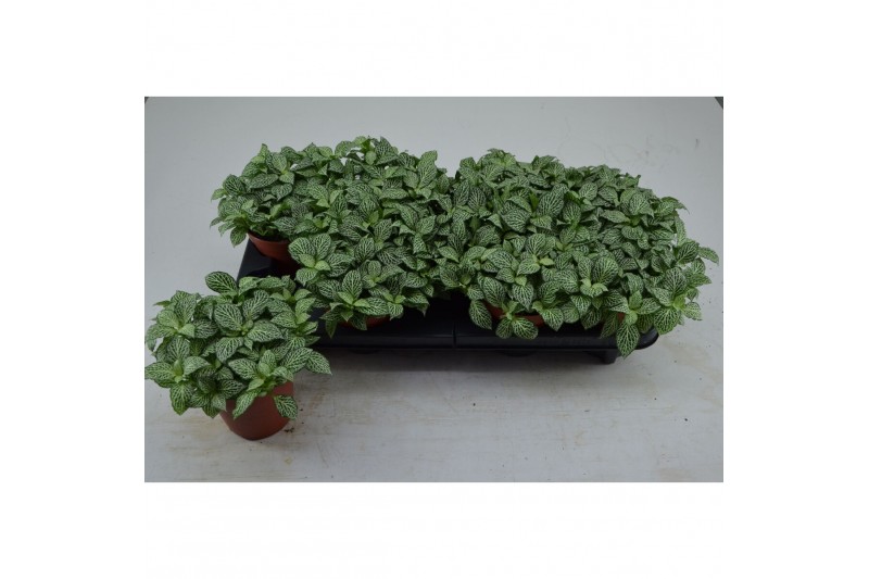 Fittonia mini whisper 