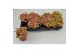 Fittonia zalm rubly lime 