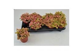 Fittonia zalm rubly lime