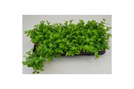 Peperomia rotundifolia