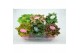Fittonia mix 