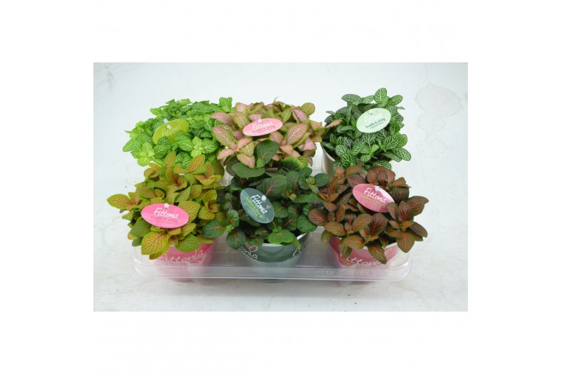 Fittonia mix 