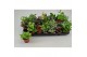Kamerplanten mix + showdoos 