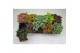 Fittonia mix 