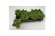 Fittonia bubble red 