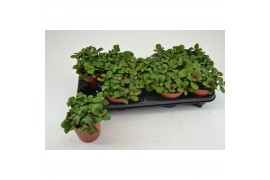 Fittonia bubble red