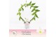 Dendrobium nobile spring dream star class apollon Bow 2-tak Exclusiva  