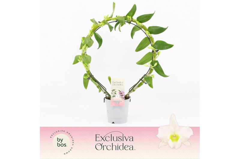 Dendrobium nobile spring dream star class apollon Bow 2-tak Exclusiva Dendrobium nobile spring dream star class apollon Bow 2-tak Exclusiva