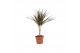 Dracaena marg. magenta 1pp - Enkele stam 