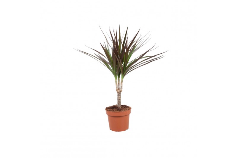 Dracaena marg. magenta 1pp - Enkele stam 
