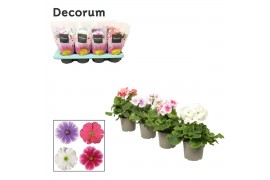 Primula obconica touch me mix 4x2 light, decorum