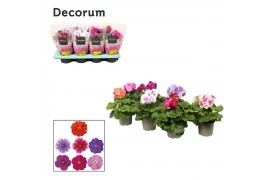 Primula obconica touch me mix without white, decorum
