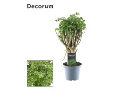 Polycias fruticosa decorum