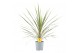 Cordyline variegata 
