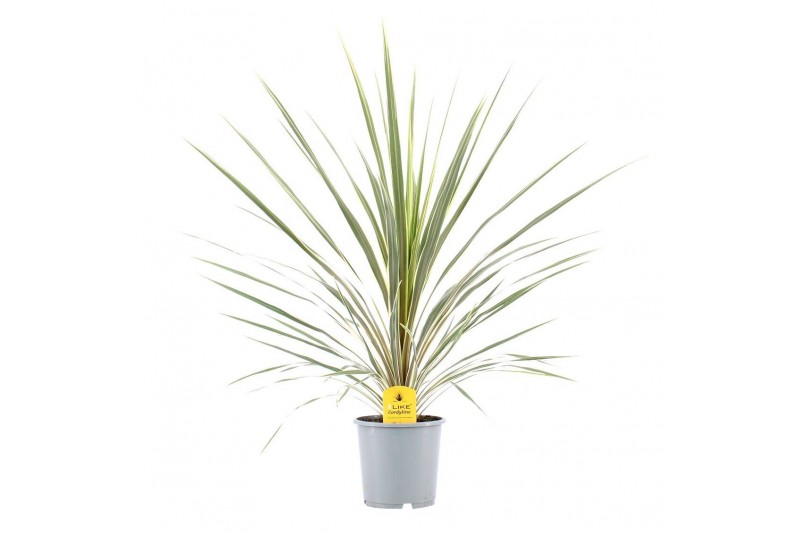 Cordyline variegata 