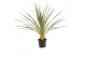 Cordyline variegata 