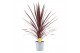 Cordyline australis red star 
