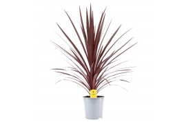 Cordyline australis red star