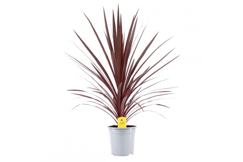Cordyline australis red star 