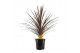 Cordyline australis red star 