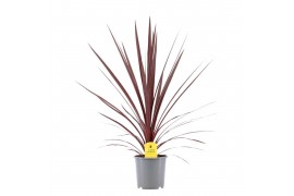 Cordyline australis red star