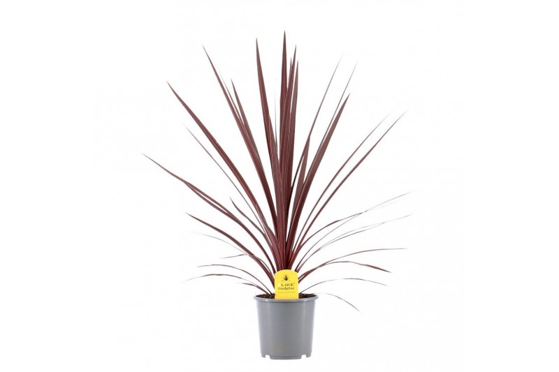 Cordyline australis red star 