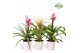 Bromelia mix Lille potcover- Royal Sweet mix 
