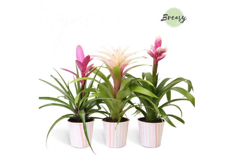 Bromelia mix Lille potcover- Royal Sweet mix 