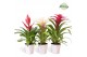 Bromelia mix Lille potcover - Sweet mix 