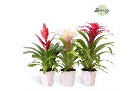 Bromelia mix Lille potcover - Sweet mix