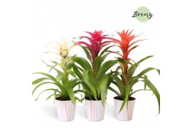 Guzmania mix Lille potcover - Sweet mix