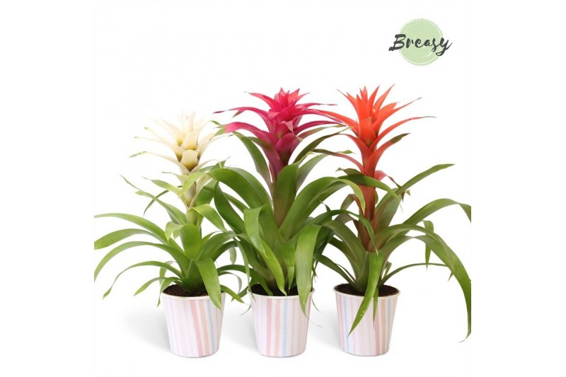 Guzmania mix Lille potcover - Sweet mix 