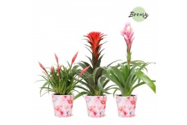 Bromelia mix Paris potcover - Royal Love mix
