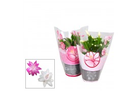 Schlumbergera mix 20+
