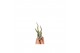 Tillandsia caput medusa bonsai 101952 baby 