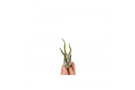 Tillandsia caput medusa bonsai 101952 baby