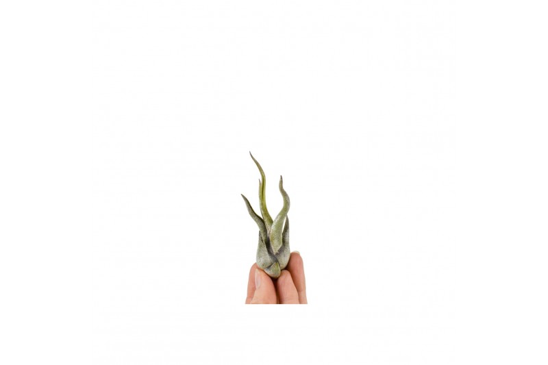 Tillandsia caput medusa bonsai 101952 baby 
