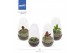 Arrangementen orchidee Jewel Orchid - KARMA Jewels Mix | Terrarium | V 