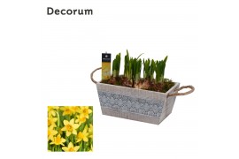 Arrangementen narcissus Narcis Claire HL12903N 6 pp