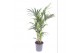 Howea forsteriana 