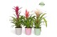 Bromelia mix Orlando keramiek - Sweet mix 