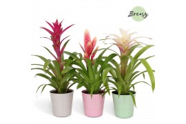 Bromelia mix Orlando keramiek - Sweet mix
