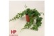 Aeschynanthus pink polka groen 
