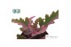 Kalanchoe beharensis Make Upz Pink 