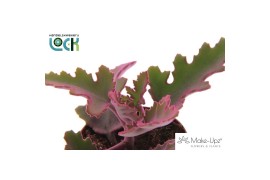 Kalanchoe beharensis Make Upz Pink