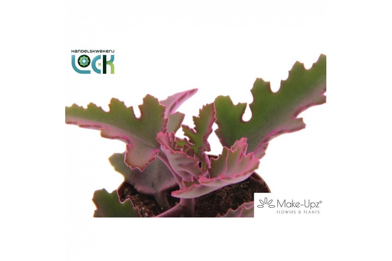 Kalanchoe beharensis Make Upz Pink 