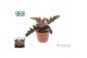 Kalanchoe beharensis Make Upz Pink 