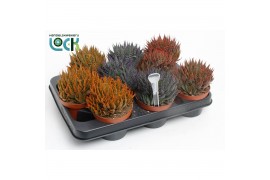 Aloe aristata Make Upz Mix